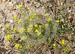 Yellow Broomweed native prairie wildflowers