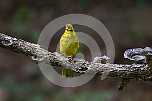 Yellow Browed Bulbul