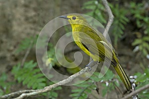 Yellow Browed Bulbul, Acritillas indica at Salim Ali Bird Sanctuary