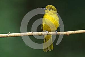 Yellow-browed Bulbul perched on a branch at Thattekad, Kerala, India