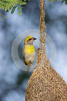 The yellow-browed sparrow hanging on its nest in natures background