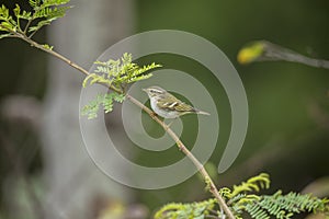 Yellow-browed Warbler in Hong Kong Formal Name: Phylloscopus inornatus