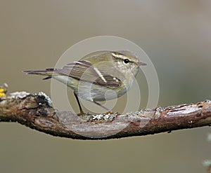 Yellow browed Warbler photo