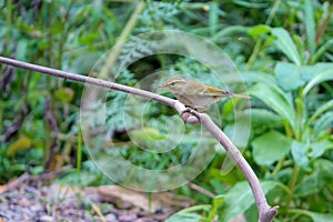 Yellow-browed Willow Warbler