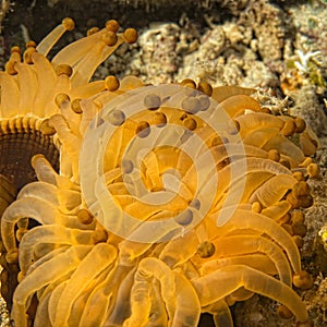 Yellow and brown anemone tentacles detail