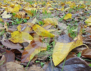 Yellow and brown autumn leaves on the ground.