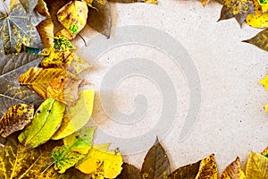 Autumn leaves ornate border on paper.