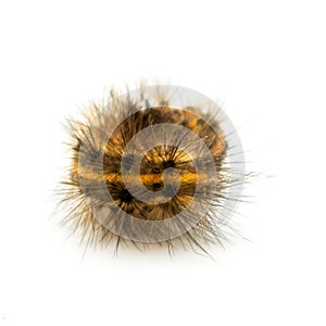 yellow and brown balled caterpillar
