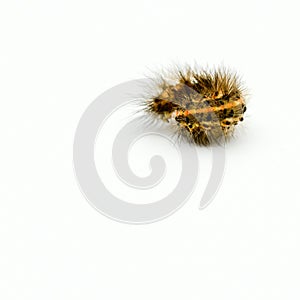 yellow and brown balled caterpillar