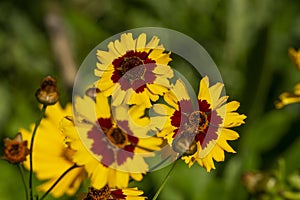 Yellow and brown bi-colour flowers of a golden tickseed plant (coreopsis tinctoria)