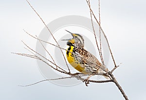 Yellow and brown bird chirping with a white background.