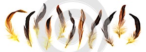 Yellow, brown and black cock`s feathers isolated