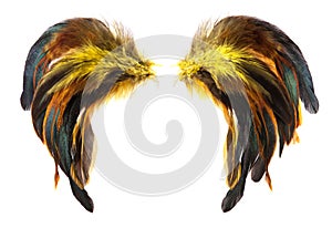 Yellow, brown and black cock`s feathers isolated