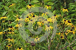 Yellow and brown black-eyed Susan flowers on stems with green leaves in background