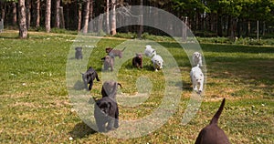 Yellow, Brown and Black Labrador Retriever, Puppies running on the Lawn, Normandy in France