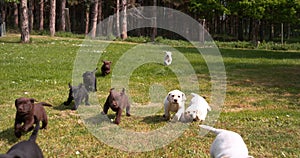 Yellow, Brown and Black Labrador Retriever, Puppies running on the Lawn, Normandy in France, Slow Motion