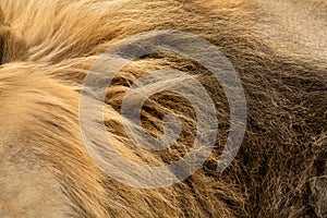 The yellow, brown and black mane and hair of a large male lion