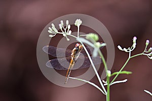 Yellow brown dragonfly above flower