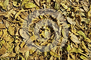 Yellow and Brown dry leaves in summer season