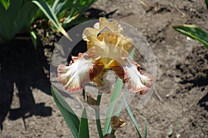 Yellow and brown flower of iris
