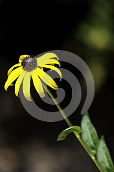 Yellow and brown flower on a stem