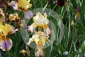 Yellow and brown flowers of irises in May
