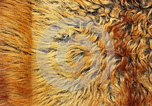 Yellow and brown fur texture