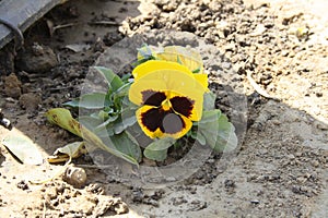 Yellow and brown garden pansy (Viola ×wittrockiana) in bloom : (pix Sanjiv Shukla)