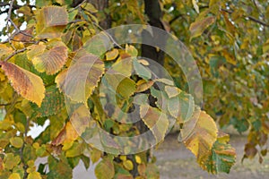 Yellow, brown and green leaves of Ulmus laevis