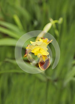 Yellow brown iris flowers in bloom in the garden in summer time. Macro photo of iris flower. Summer nature background with blossom