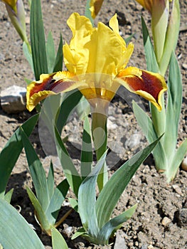 Yellow-brown iris