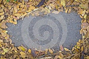 Yellow and brown leaves on an asphal