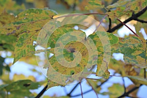 Yellow and brown leaves in autumn