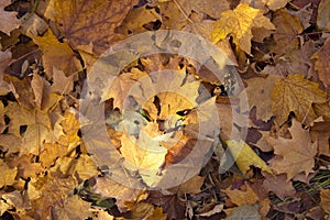 yellow brown maple leaves falling on ground