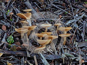 Yellow brown mushroom close up detail