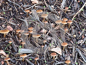 Yellow brown mushroom close up detail