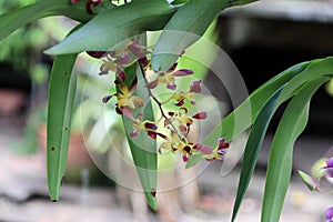 Yellow with brown orchid on the tree hanging for ornamentation.