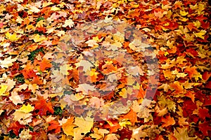 Yellow, brown and red maple leaves. Falling all over the ground.