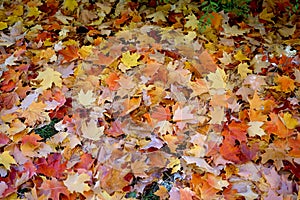 Yellow, brown and red maple leaves. Falling all over the ground.