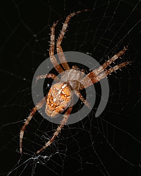 A yellow-brown spider sits in ambush in the center of the web