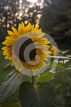 Yellow and Brown Sunflower against a Sunset