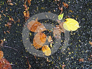 Yellow brown tropical tree lifeless leave falling in garden