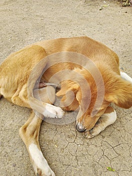 The yellow browunish hairy dog.