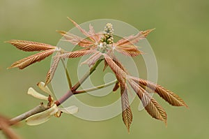 Yellow Buckeye Tree - Aesculus flava