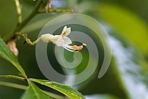 Yellow buckeye tree flower, Aesculus flava