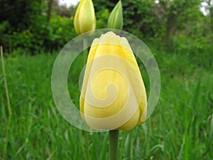 Yellow bud of a tulip