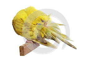 Yellow budgerigar photo