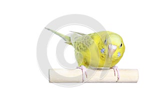 Yellow budgerigar photo