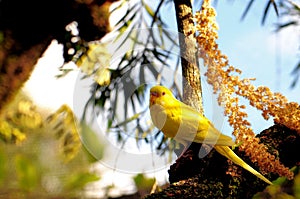 Yellow budgerigar bird