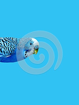 Yellow Budgerigar on blue background. Yellow budgie close up shot.